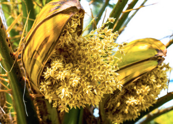 coconut-flower-nectar